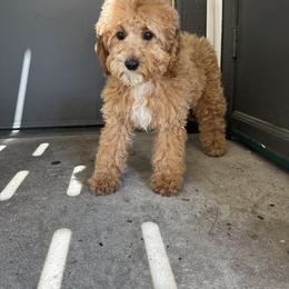 Bella - Cream Poodle puppy in Valdosta, Georgia from Posh Poodles