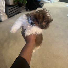 Shih Tzu Puppies from Patton's Shih Tzus