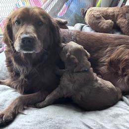 Goldendoodle puppies from Jerry's Golden Girls