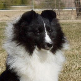 Alma  - Shetland Sheepdog