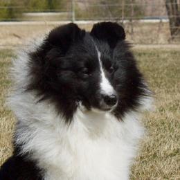Alma  - Shetland Sheepdog