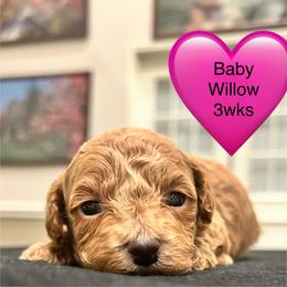 Willow - Apricot female Poodle puppy in Mineral Wells, Texas from S.H.A.R.P.’s Toy Poodles