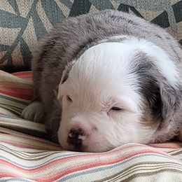 Miniature American Shepherd Puppies from Little Creek Minis and Standards