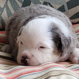 Miniature American Shepherd Puppies from Little Creek Minis and Standards