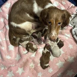 Puppy 4 - Cream male Dachshund puppy in Copperas Cove, Texas from Creme de la Creme Dachshunds