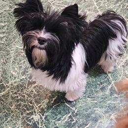 Cash - Yorkshire Terrier