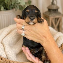 Lacey - Tri-color female Cavapoo puppy in Yuciapa, California from AlltheDoodlez_