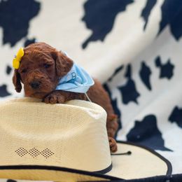 Goldendoodle Puppies from Griffin TX Doodles