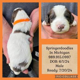 English Springer Spaniel and Springerdoodle Puppies from Springerdoodles In MI