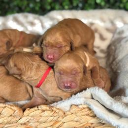 Maisie - Golden female Golden Retriever puppy in Payette, Idaho from Stonewick Retrievers
