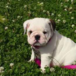 Bulldogs from Pam’s Adorabull Bulldogs