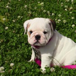 Bulldogs from Pam’s Adorabull Bulldogs