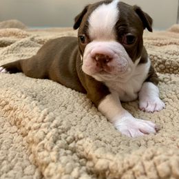 Girl 1 - Boston Terrier puppy in George West, Texas from Duke of Earl’s Boston Terriers