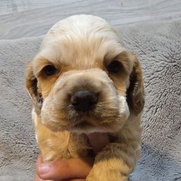 Gabe - Red roan male Cocker Spaniel puppy in Florence, South Carolina from Reddick's American Cocker Spaniels