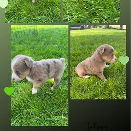 Moose - Red merle male Toy Australian Shepherd puppy in Menan, Idaho from Teton Toy Aussies