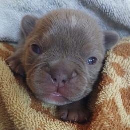 French Bulldogs from Dar' s Felicitous Frenchies