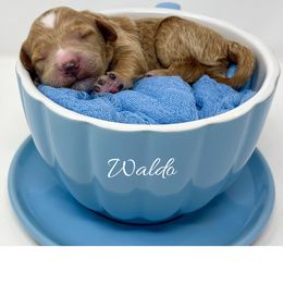 Waldo - Apricot male Goldendoodle puppy in State Road, North Carolina from Must Love Doodles