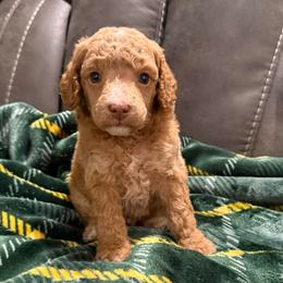 Mario - Apricot male Poodle puppy in Huntsville, Alabama from Flint River Poodles