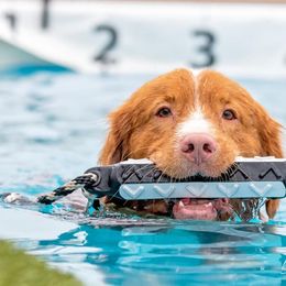 Border Collie and Nova Scotia Duck Tolling Retriever All Grown Up from Avatar