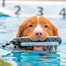 Border Collie and Nova Scotia Duck Tolling Retriever All Grown Up from Avatar