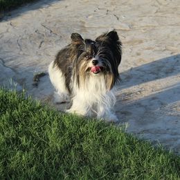 Izzy - Biewer Terrier