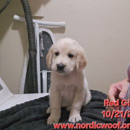 Red Girl - Light golden female Golden Retriever puppy in Peoria, Arizona from Nordic Woof's Golden Retrievers