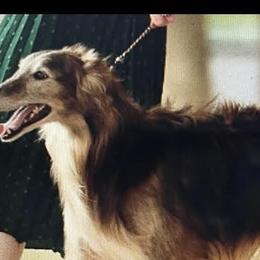 Secret Haven's Wall Of Jerico - Silken Windhound