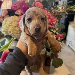 Slinky the cream dapple - Dapple male Dachshund puppy in El Cajon, California from Lisa Buxton