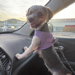 Daisy - Black and tan female Yorkshire Terrier puppy in Black Canyon City, Arizona from Sweet Hart Yorkies