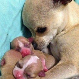 Chihuahuas, Cockapoos, Cocker Spaniels, Poodles, Yorkipoos, and Yorkshire Terriers from Baker Kennels