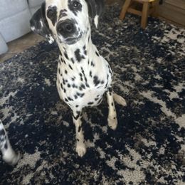 Cali - Dalmatian