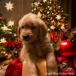 Golden Retriever Puppies from Studley Hill Goldens, LLC.