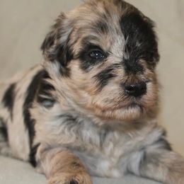 Aussiedoodles, Miniature Australian Shepherds, and Poodles from K Kountry Farm