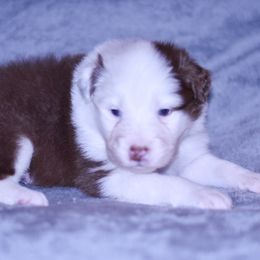 Colorado - Red tri-color male Australian Shepherd puppy in Easton, Missouri from MMA Kennel