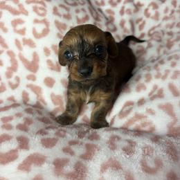 Taylor - Brindle female Dachshund puppy in Lake City, Florida from My Ditzy Doxies of Florida