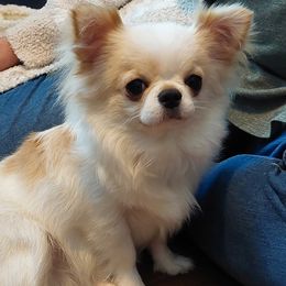 Chihuahuas from North Star Chihuahuas