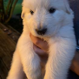 Romania - purple collar girl - White female Maremma Sheepdog puppy in Kalamazoo, Michigan from Wild at Farm