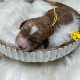 Yellow Male - Apricot male Goldendoodle puppy in Great Falls, Montana from Montana Goldendoodles