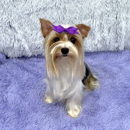 ✨Queen River✨ - Yorkshire Terrier