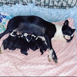Boston Terrier Puppies from Beatrice's Kennels