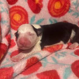 Boy two-Joshua - Black and white male Border Collie puppy in Roanoke, Virginia from Romestar performance K9