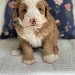 Bernedoodle Puppies from Blessings Pups Doodles