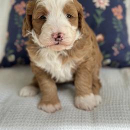 Bernedoodle Puppies from Blessings Pups Doodles