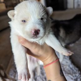 Pomsky Puppies from Valparaiso Pomskys