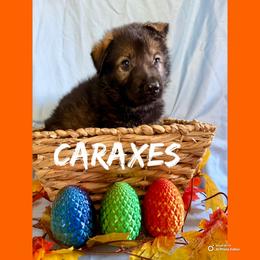 Caraxes - Sable male German Shepherd puppy in Lewisburg, Kentucky from RED’s German Shepherds