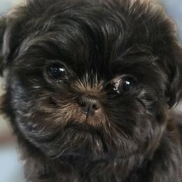 Shih Tzu puppies from Debbie's Darling Shih Tzus
