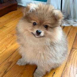 Jack - Orange sable male Pomeranian puppy in Brooklyn, New York from Svitlana's Pomeranians