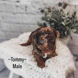 Tommy - Phantom male Poodle puppy in Portage, Utah from Pugsley Poodles