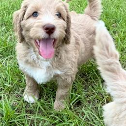 Romeo - Caramel cream male Australian Labradoodle puppy in Dawson, Georgia from Still Pond Australian Labradoodles
