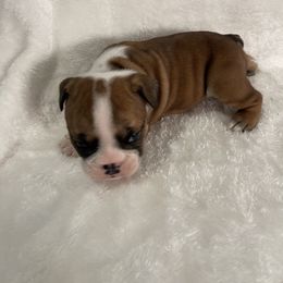Boy 1 - Bulldog puppy in Houston, Texas from Kandyland Bulldogs